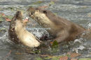 Otters playing